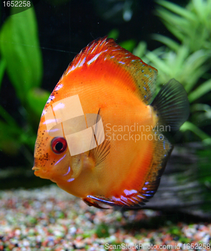 Image of discus in aquarium
