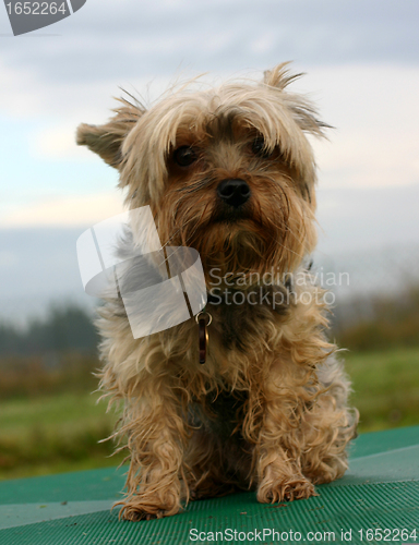 Image of Yorkshire terrier