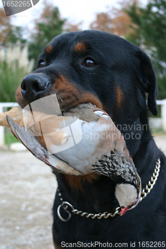 Image of hunting rottweiler