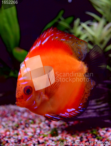 Image of discus in aquarium