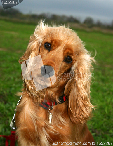 Image of cocker spaniel