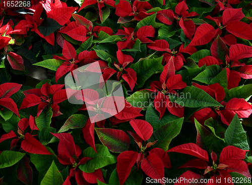 Image of Poinsettia