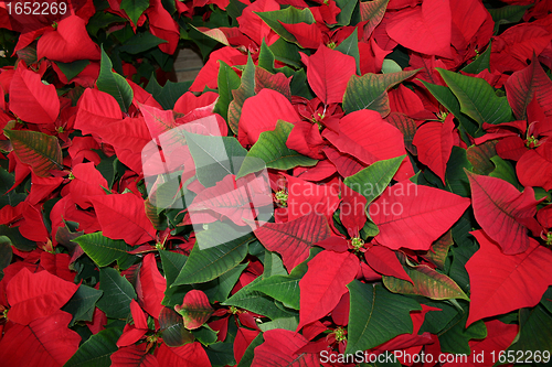 Image of Poinsettia