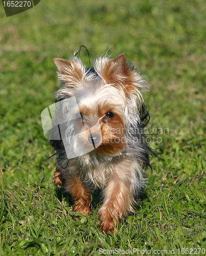 Image of Yorkshire terrier