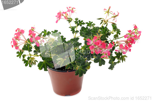 Image of hanging geraniums