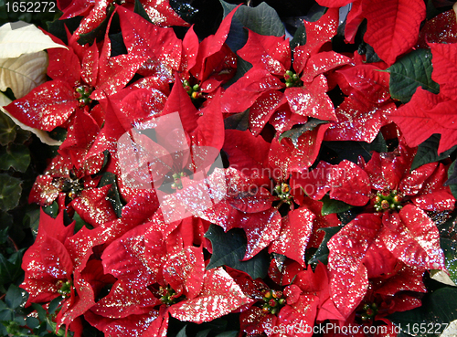 Image of Poinsettia