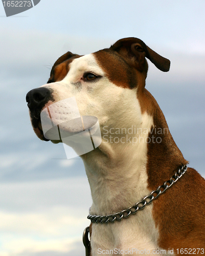 Image of american staffordhire terrier