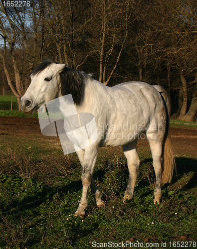 Image of white horse