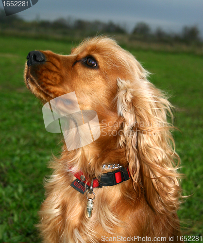 Image of cocker spaniel