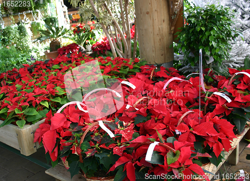 Image of Poinsettia