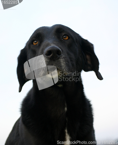 Image of old labrador retriever