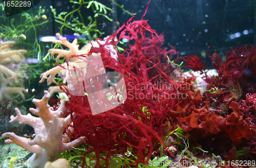 Image of red Seaweed
