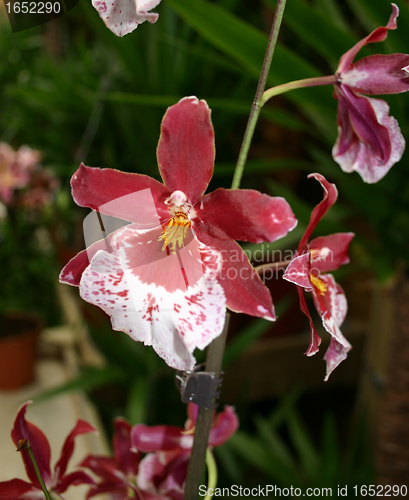 Image of phalaenopsis