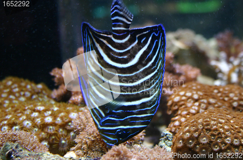 Image of Koran Angelfish