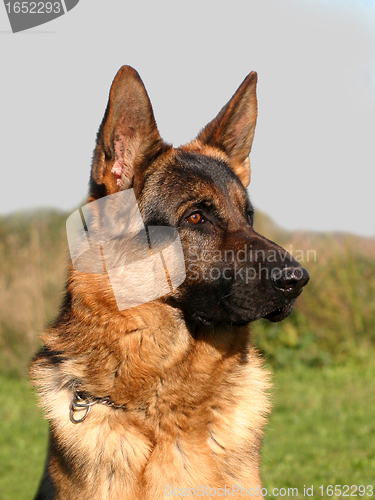 Image of german shepherd
