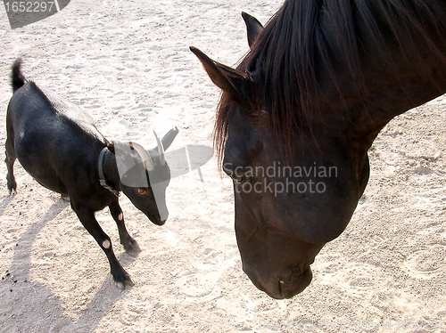 Image of horse and goat