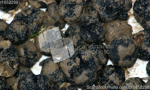 Image of truffles