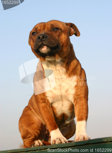 Image of staffordshire bull terrier