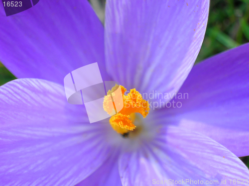 Image of Blue crocus