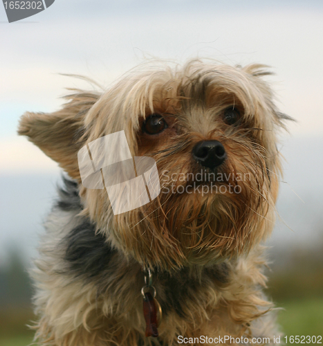 Image of Yorkshire terrier