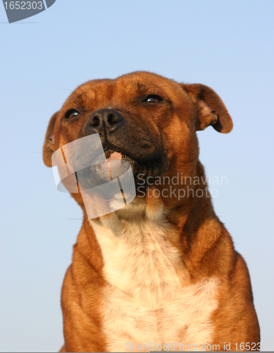 Image of staffordshire bull terrier