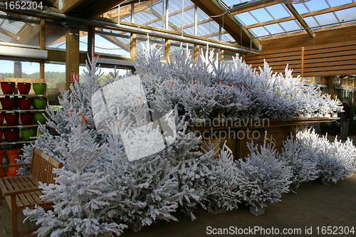 Image of Christmas tree