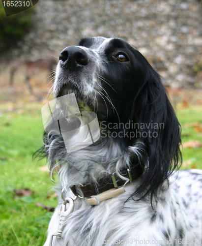 Image of english setter