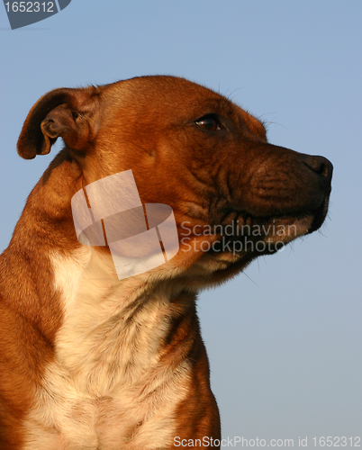 Image of staffordshire bull terrier