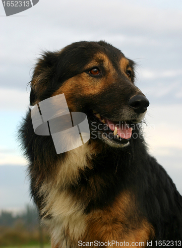 Image of australian shepherd