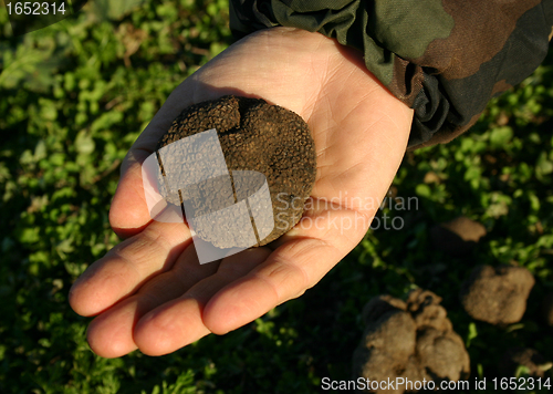 Image of truffles