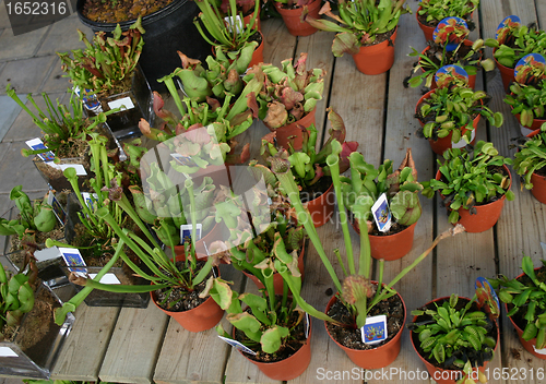 Image of carnivorous plants