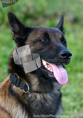 Image of malinois