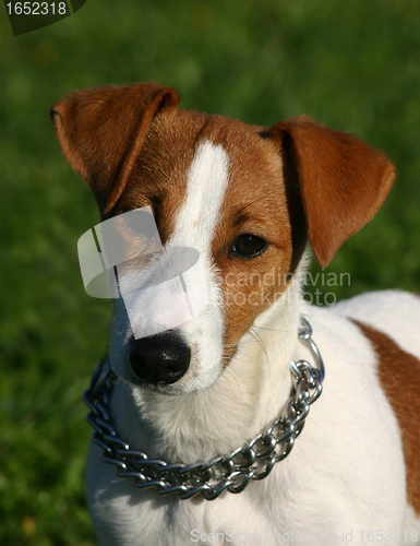 Image of puppy jack russel terrier