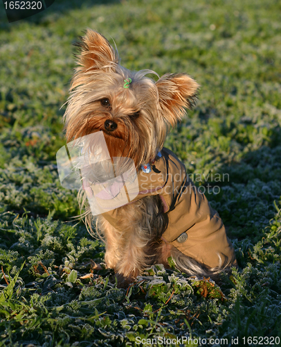 Image of yorkshire terrier in whiter