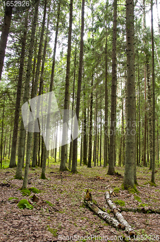 Image of Always verdant conifer forest tree trunk in autumn 
