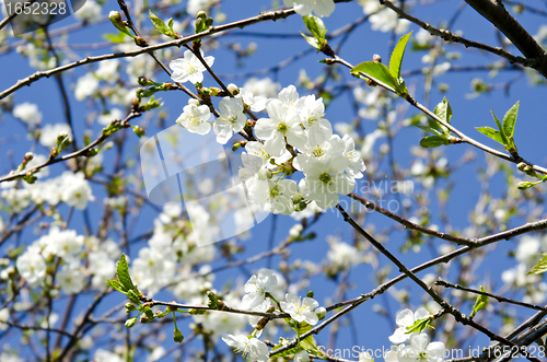 Image of blooming apple tree branch on background of sky 