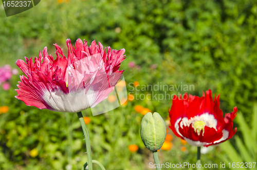 Image of Spring blooming decorative poppy flowers and buds 