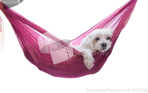 Image of Just hanging around - puppy dog in hammock