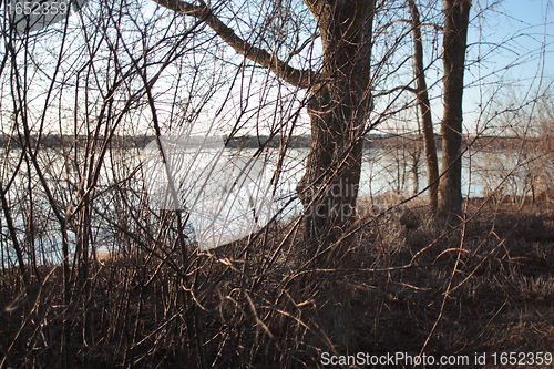 Image of River through branches