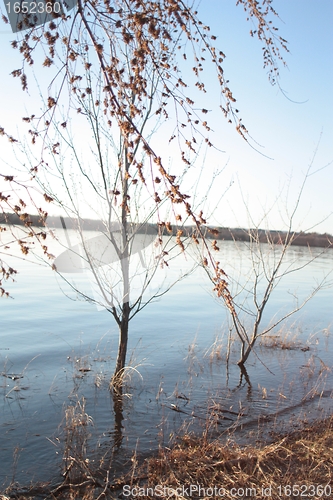 Image of Smooth Waves and Trees 