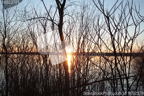 Image of Rays from through the branches