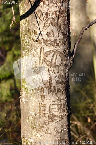 Image of graved tree