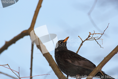 Image of male blackbird