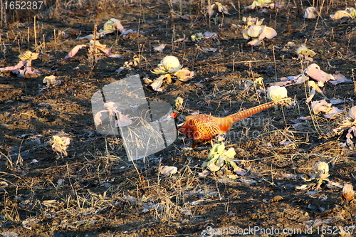 Image of pheasant cock