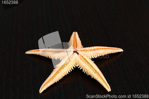 Image of starfish