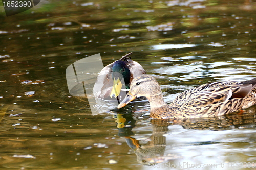 Image of couple of wild ducks