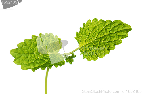 Image of Fresh green mint isolated on white 