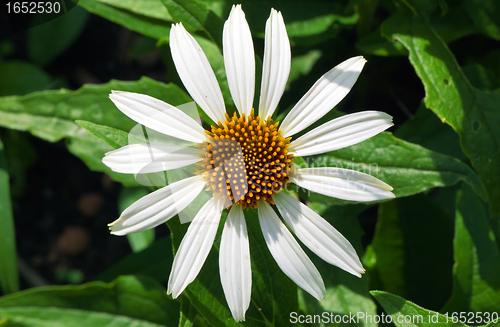 Image of White Coneflower