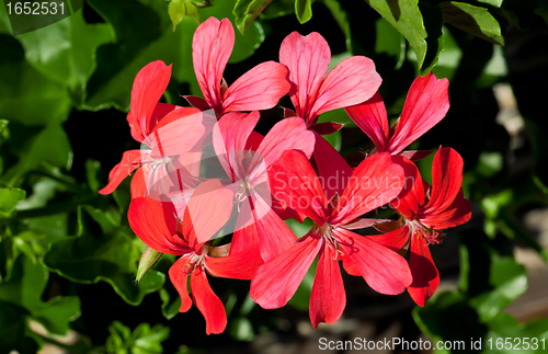 Image of Geranium