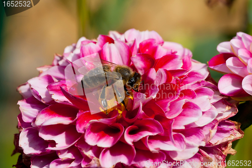 Image of Bee